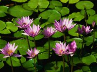 waterlilies